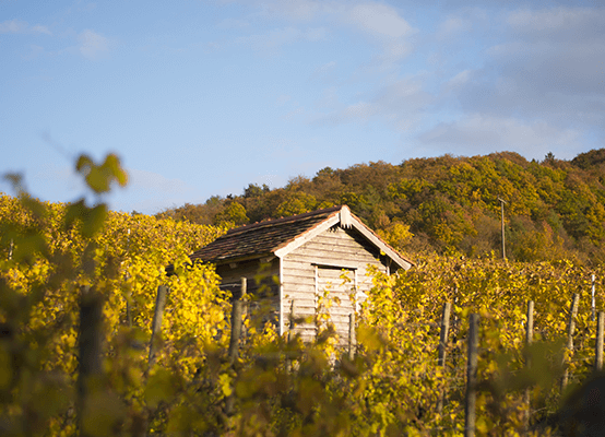 Weinbergshäuschen versteckt in den Reben
