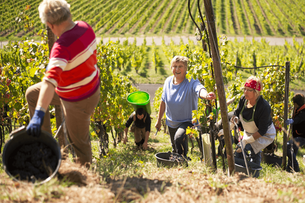 Weinbergsarbeitende bei der Lese im Steilhang